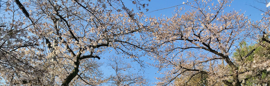 満開の桜並木