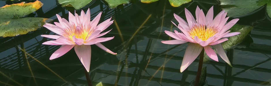 神代植物公園のスイレン