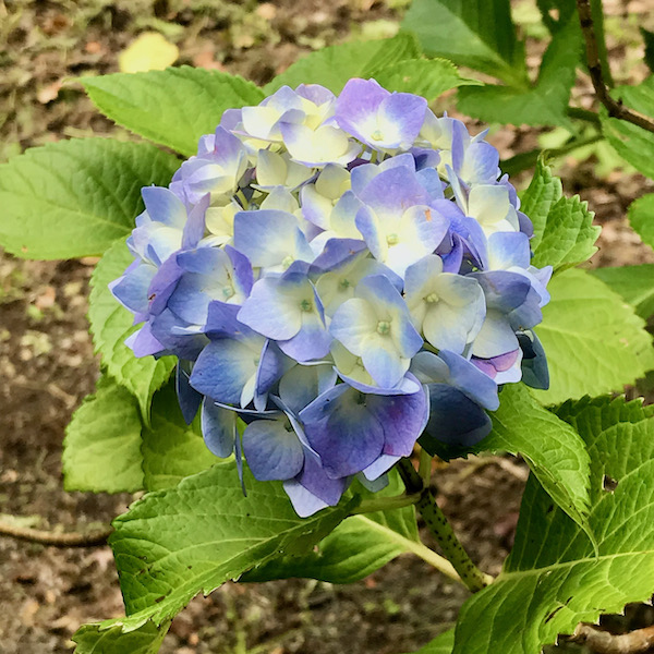 青い紫陽花