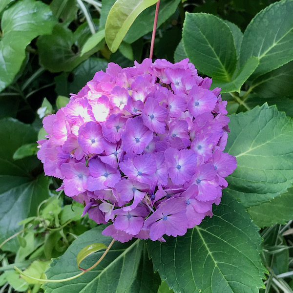 紫の紫陽花