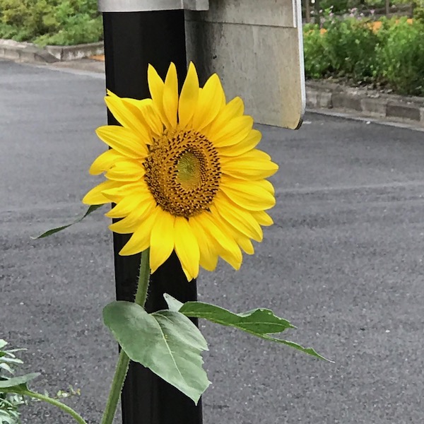 ひまわり