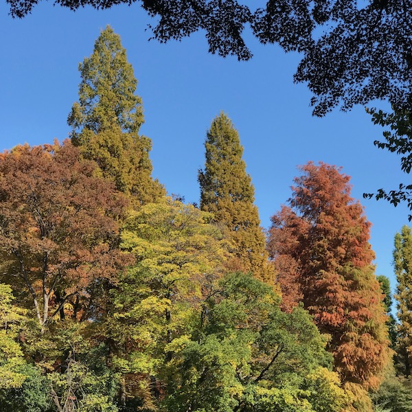 井の頭公園の紅葉