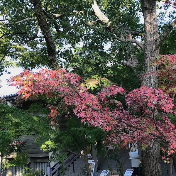 鶴岡八幡宮の紅葉
