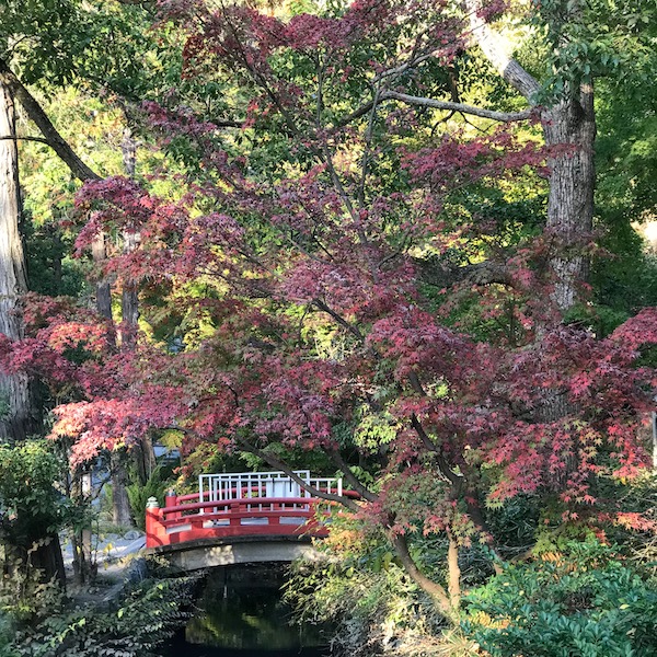 鶴岡八幡宮の紅葉