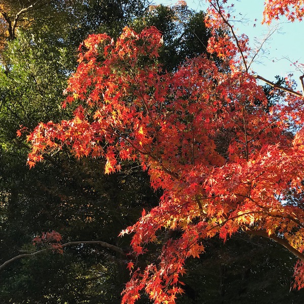 円覚寺の紅葉