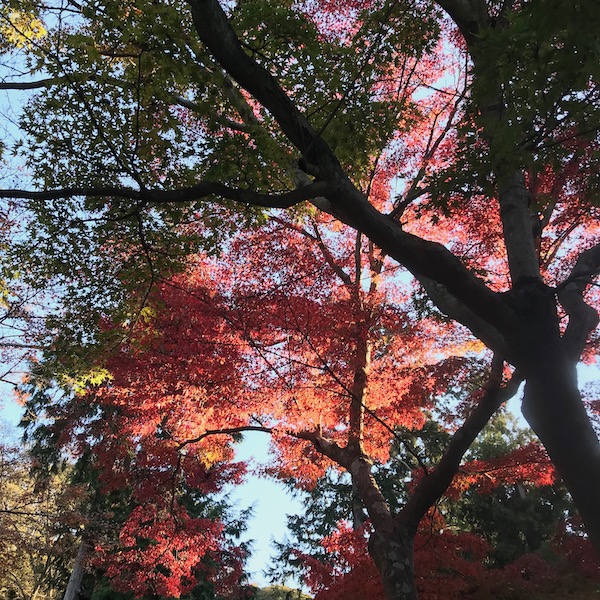円覚寺の紅葉