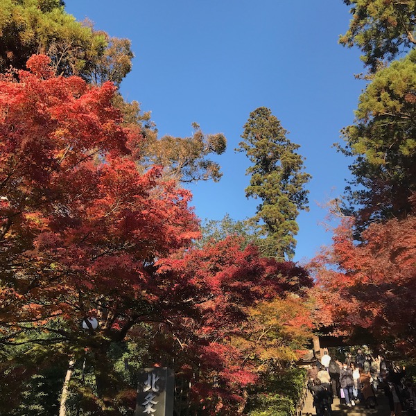 円覚寺の紅葉