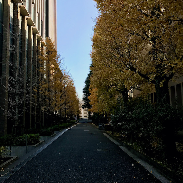 キャンパスの銀杏並木