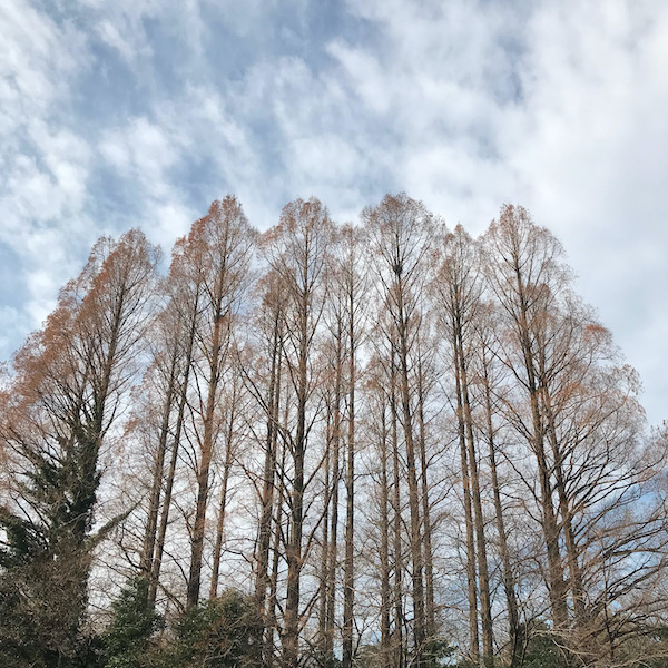 武蔵関公園のメタセコイア