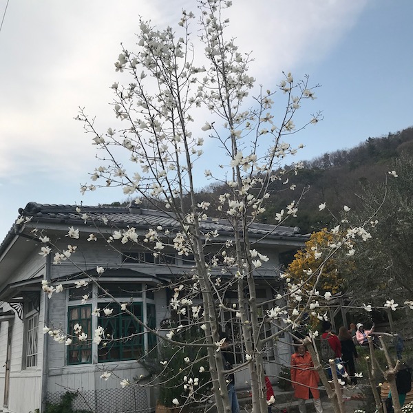 こぶしの花