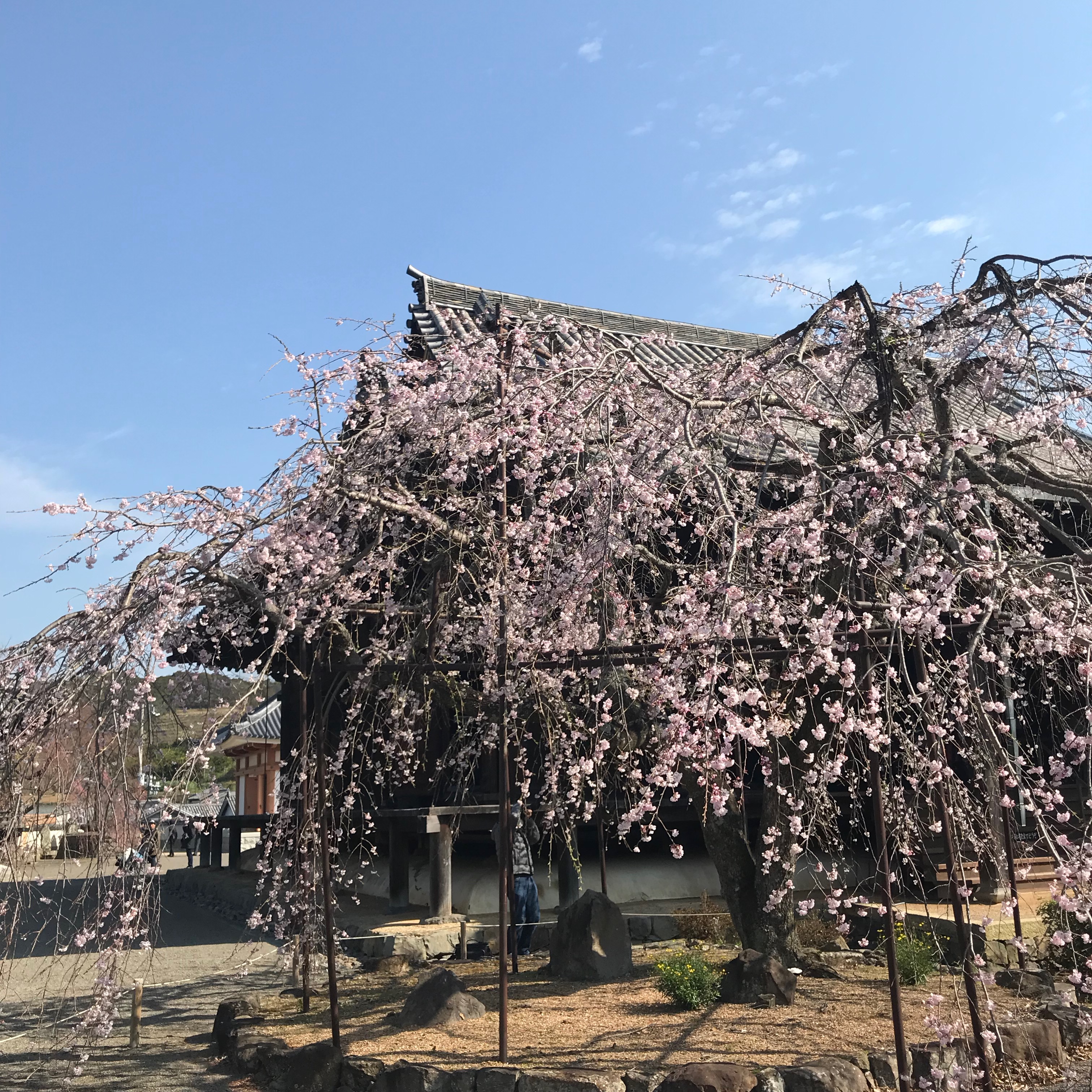 道成寺の枝垂れ桜