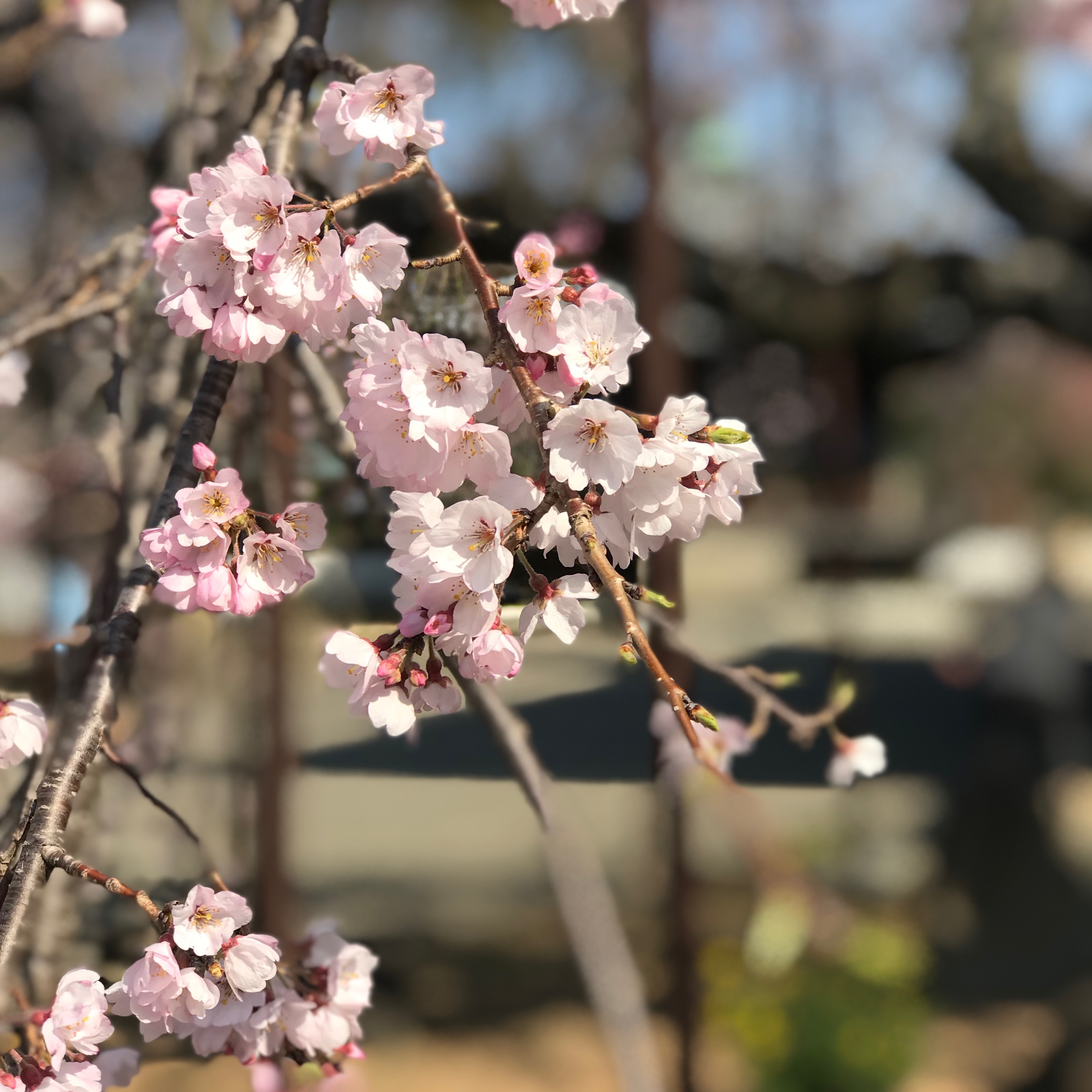 桜近影