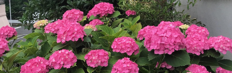 長梅雨の紫陽花