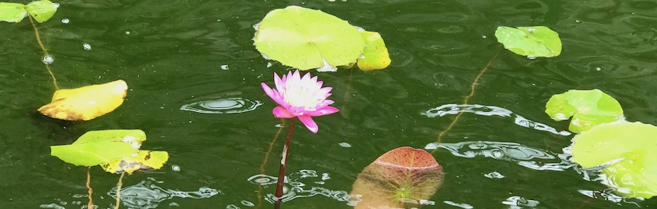 池で咲く蓮の花