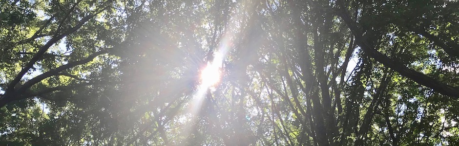夏の日差し