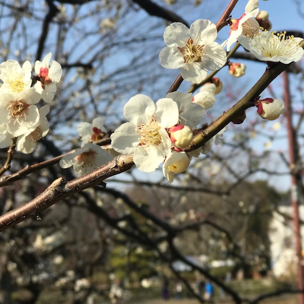 芳流閣