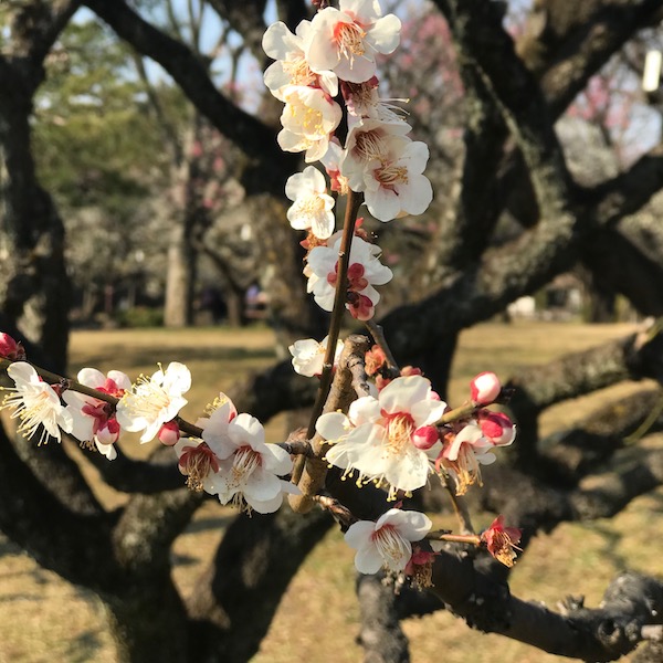 一重野梅