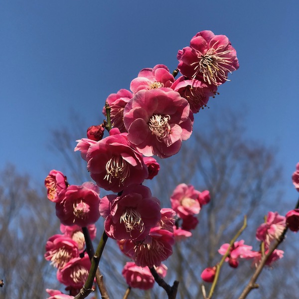 鴛鴦
