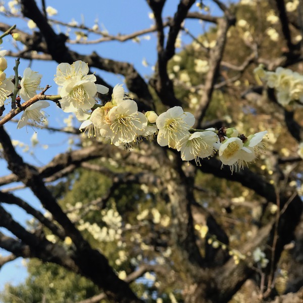 月の桂
