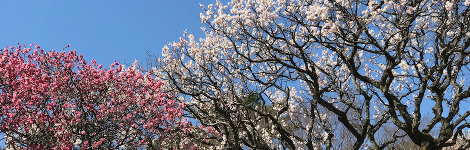 桜満開