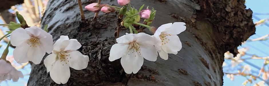 桜花