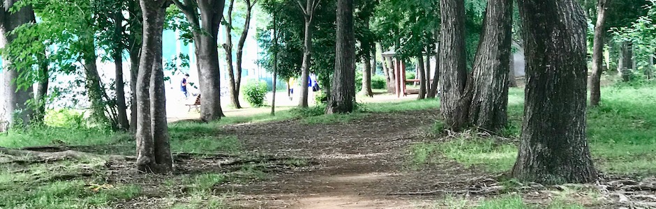 公園の散歩道