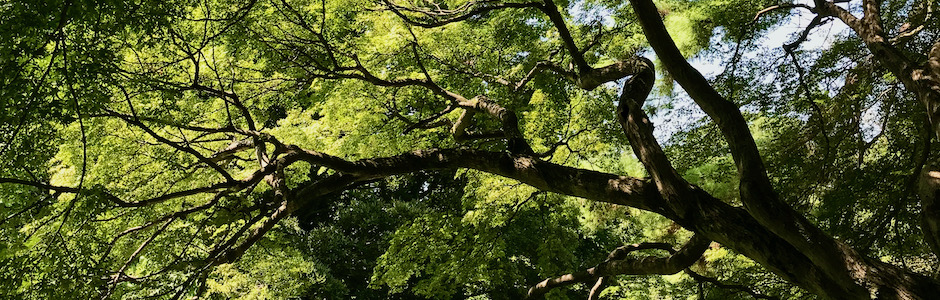 夏の緑