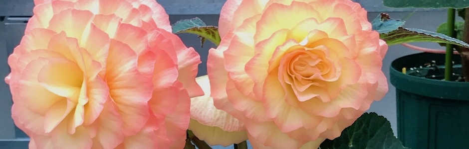 神代植物公園のベゴニア