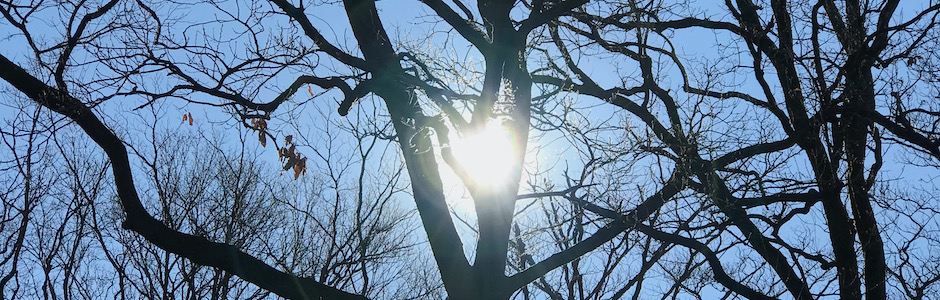 逆光の樹木
