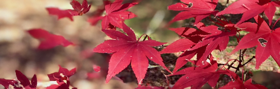 紅葉したカエデ