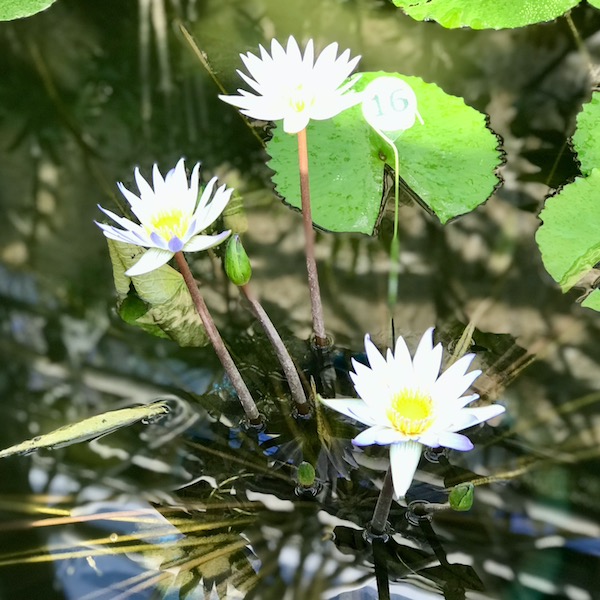 エルドラド