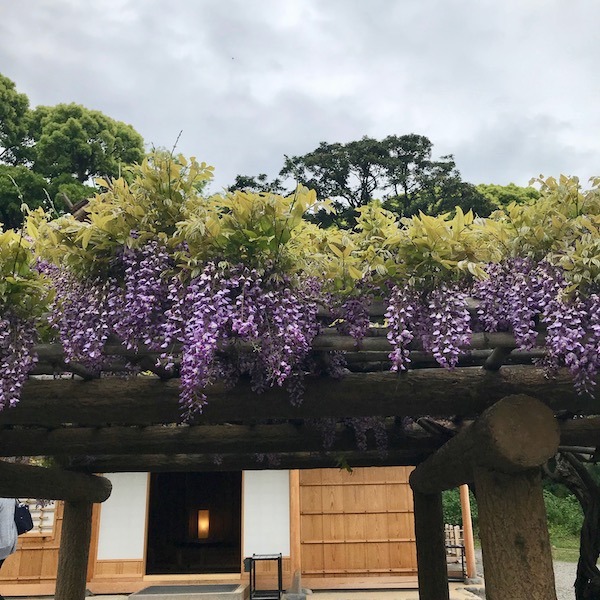 樹齢三百年の松