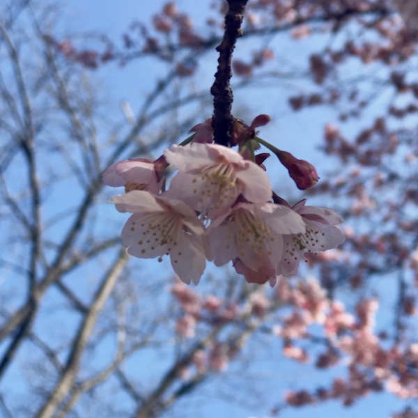 寒桜