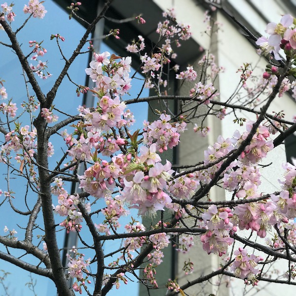 寒桜