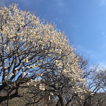 小金井公園 白梅