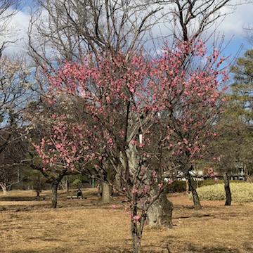 小金井公園 紅梅