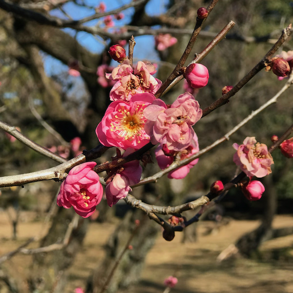紅梅、鴛鴦