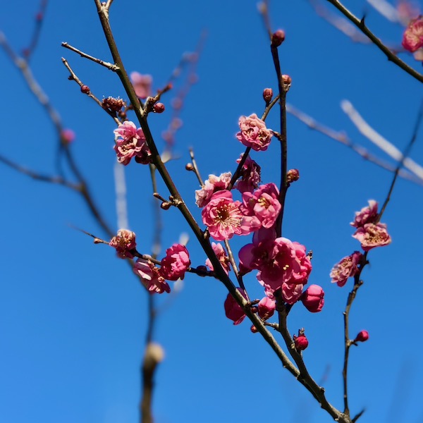 紅梅、鴛鴦