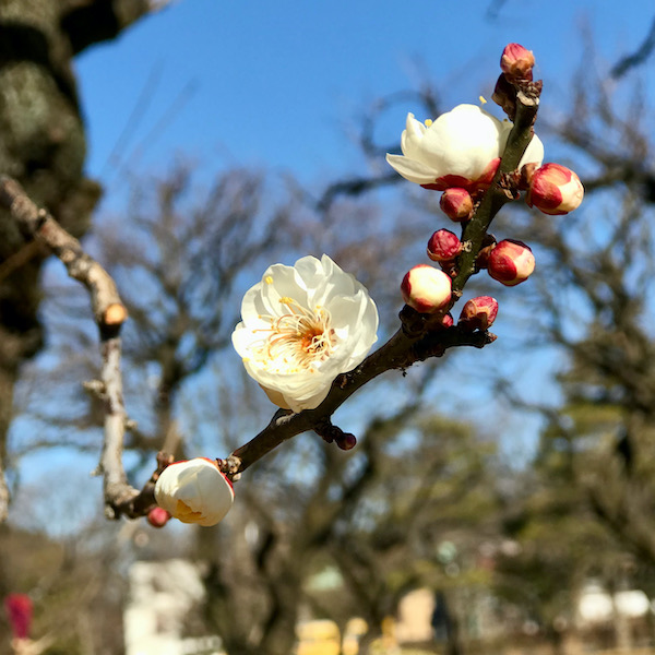 白梅、古城の春に似る