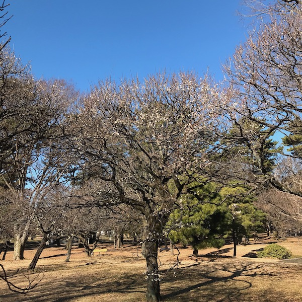 白梅の木