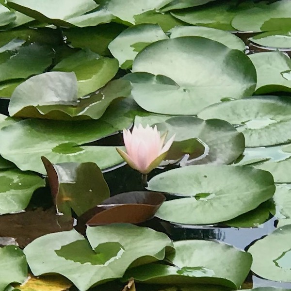 蓮の花