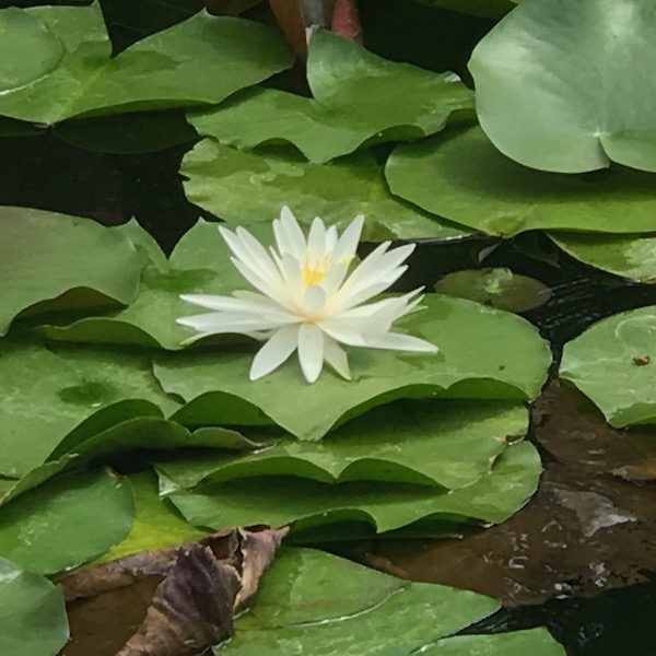 蓮の花