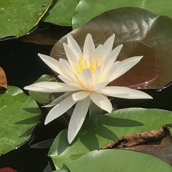 蓮の花