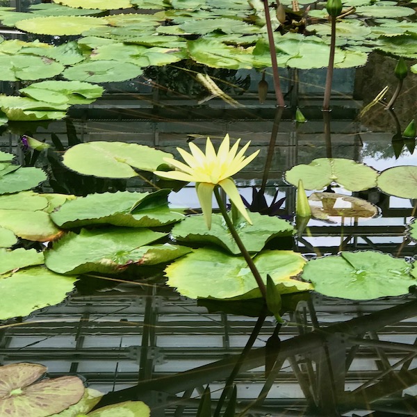 エルドラド