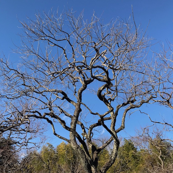 梅の木