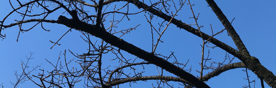 春を待つ桜の木