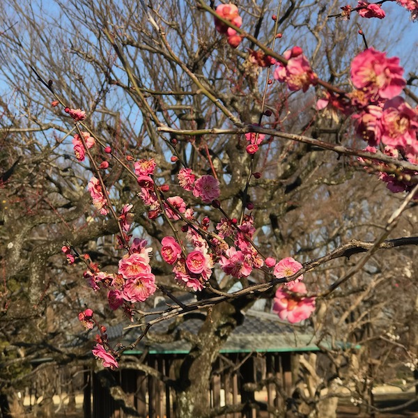 緋の司