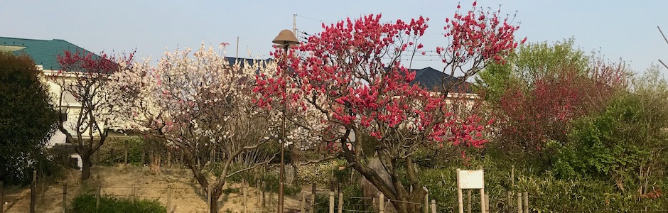 赤い花 白い花