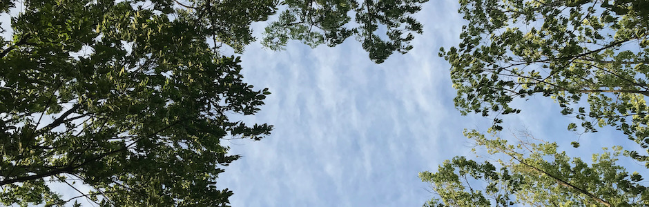 新緑と青空