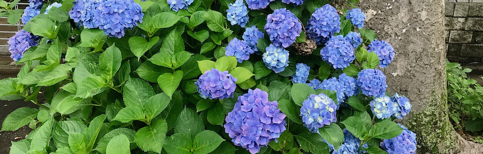 紫陽花